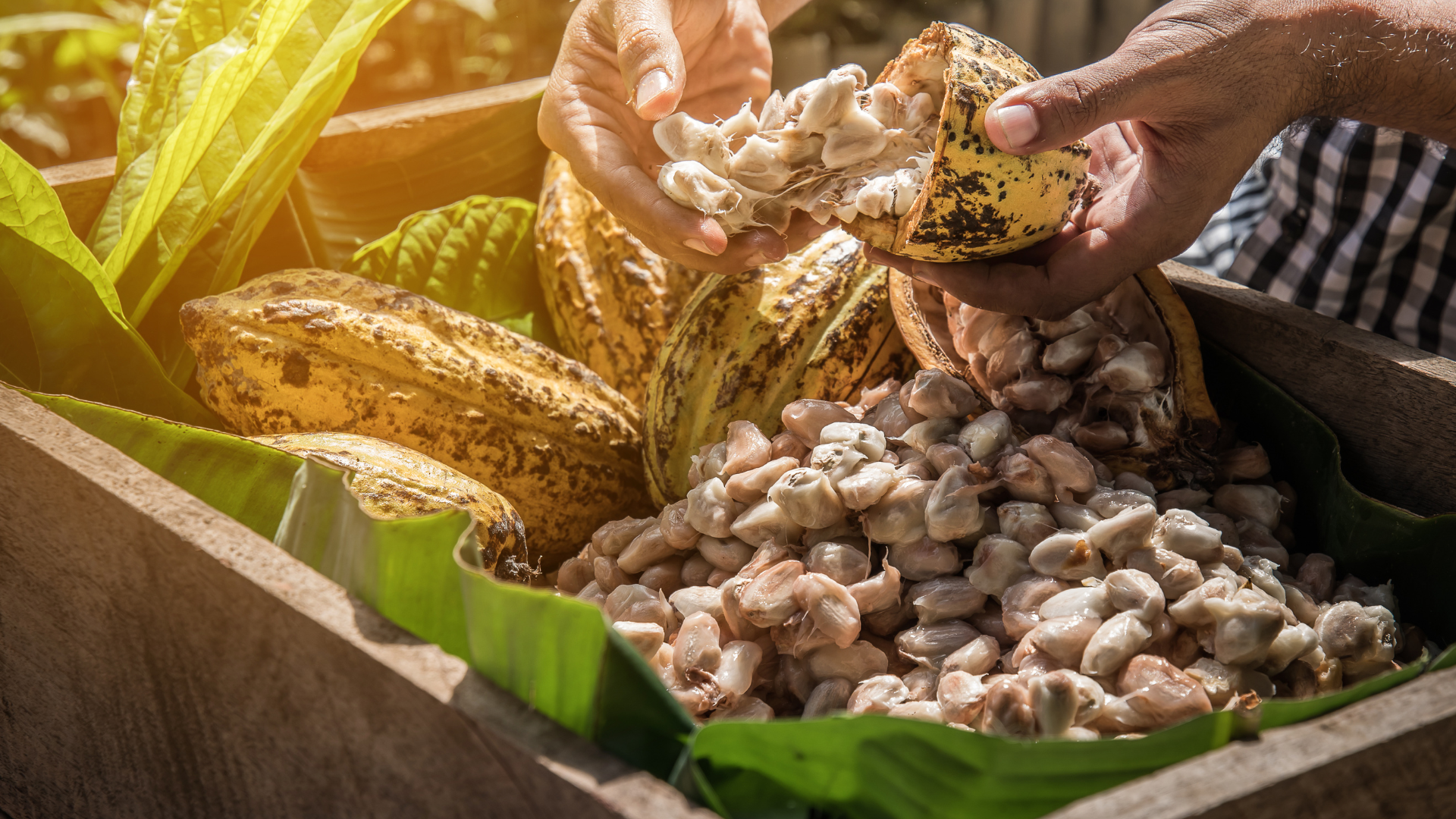 Ceremonial Cacao | Sacred, Pure, Intentional