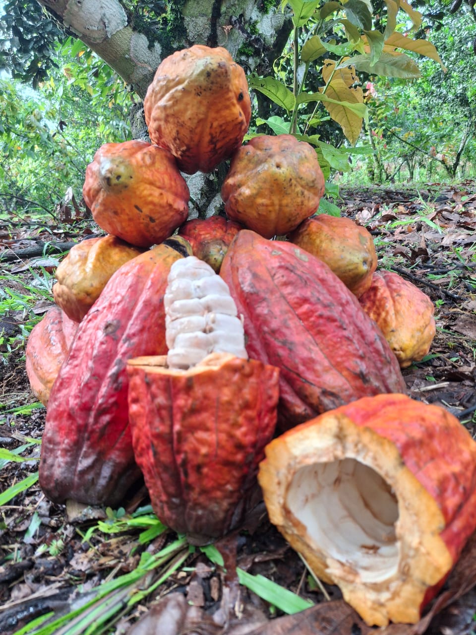Cacao Paste Ceremonial 100% Pure Cacao