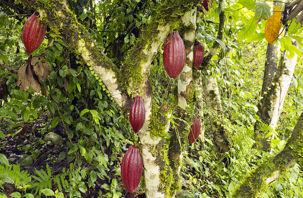 Cacao Paste Ceremonial 100% Pure Cacao